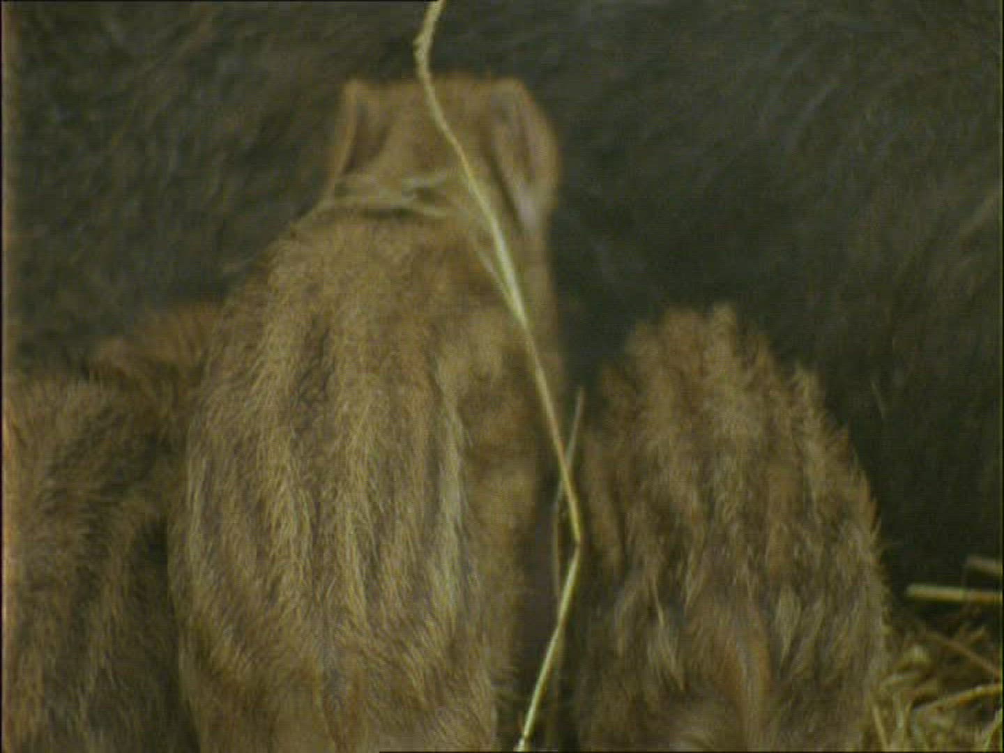 384390196 / Wild Boar / Rearing / Winter