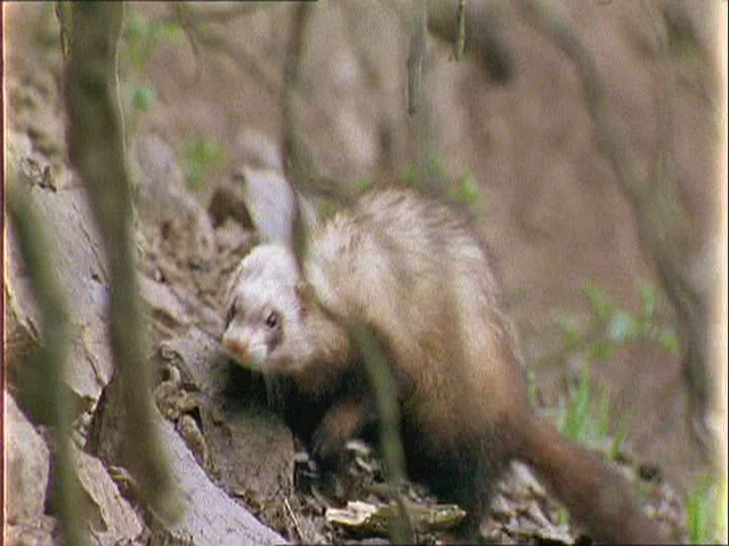 923897731 / Polecat / Europe