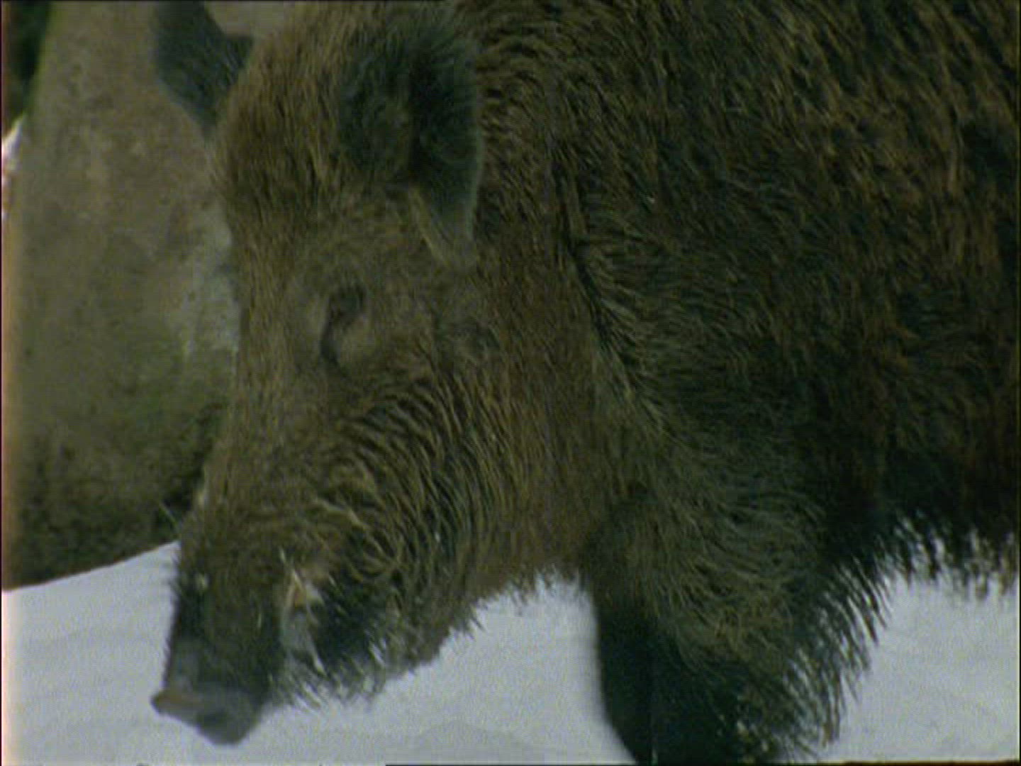 323744893 / Wild Boar / Moving / Winter