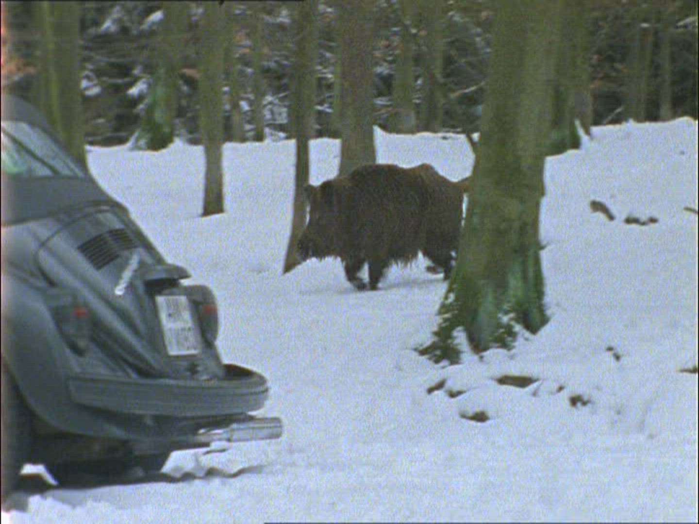 816221321 / Wild Boar / Hunter