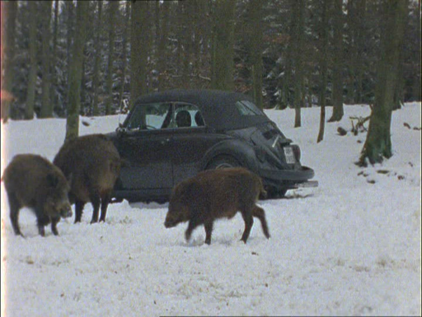 926503053 / Wild Boar / Eating / Winter