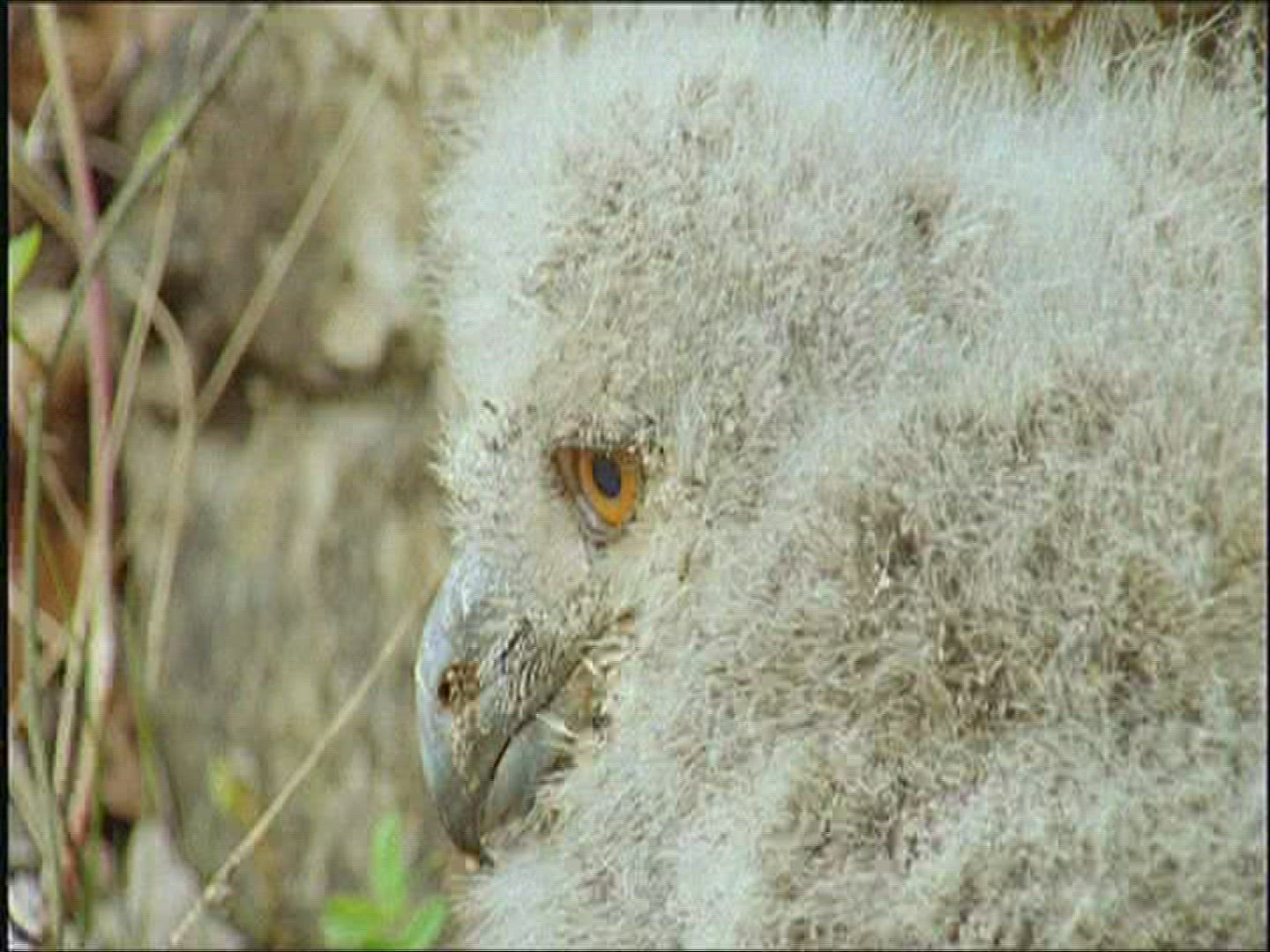 182940414 / Eagle Owl / Offspring / Observing / Europe
