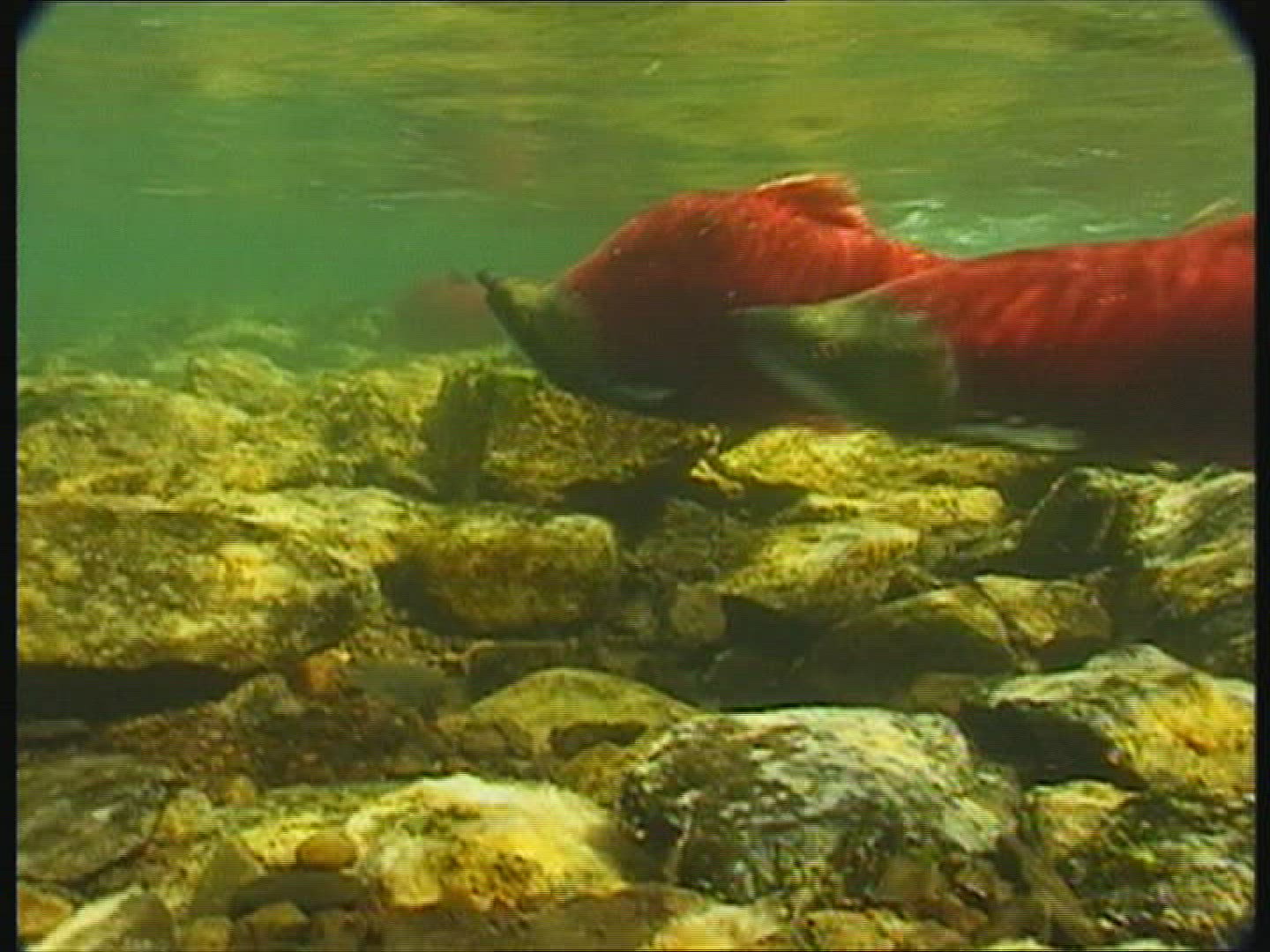 169181328 / Sockeye Salmon / Spawning