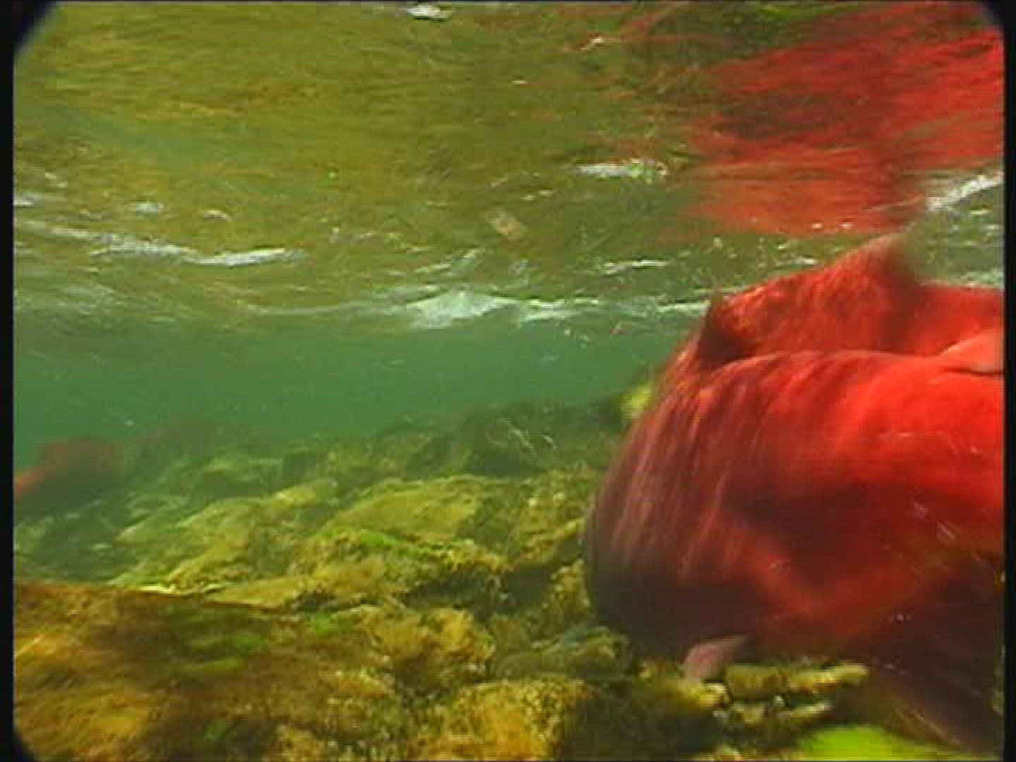 884748899 / Sockeye Salmon / Spawning