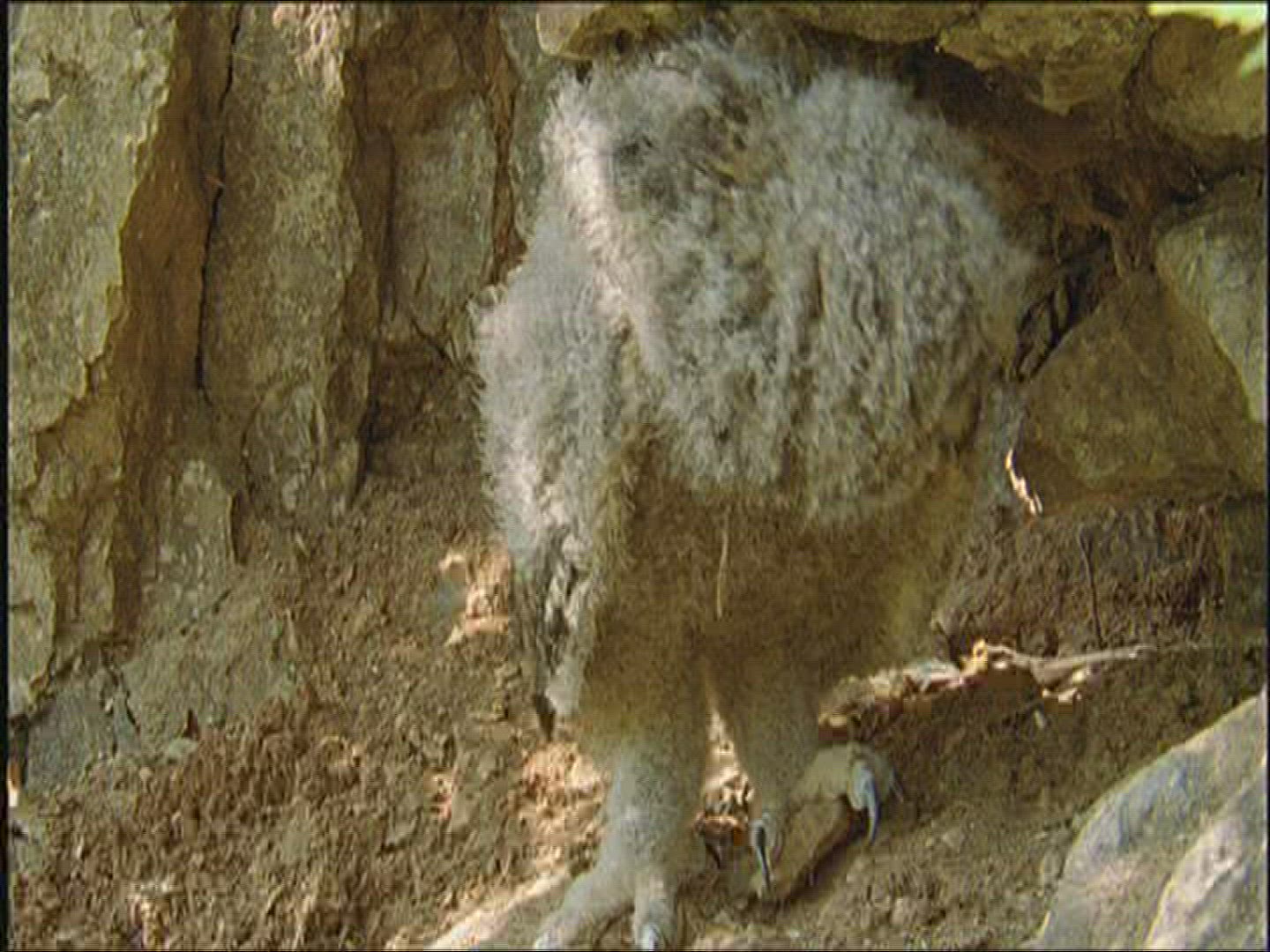 893206149 / Eagle Owl / Offspring / Resting / Europe