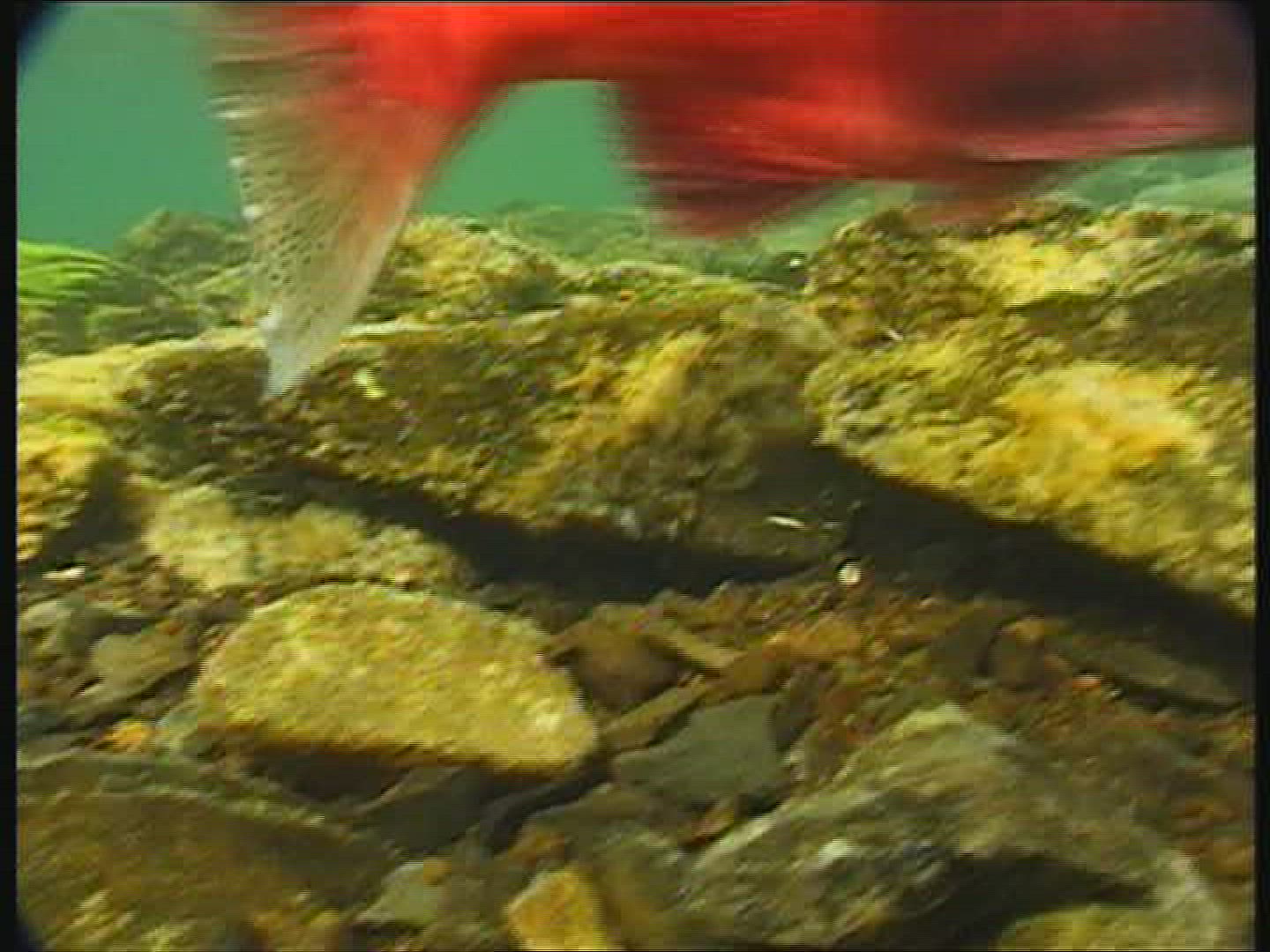 470875375 / Sockeye Salmon / Spawning