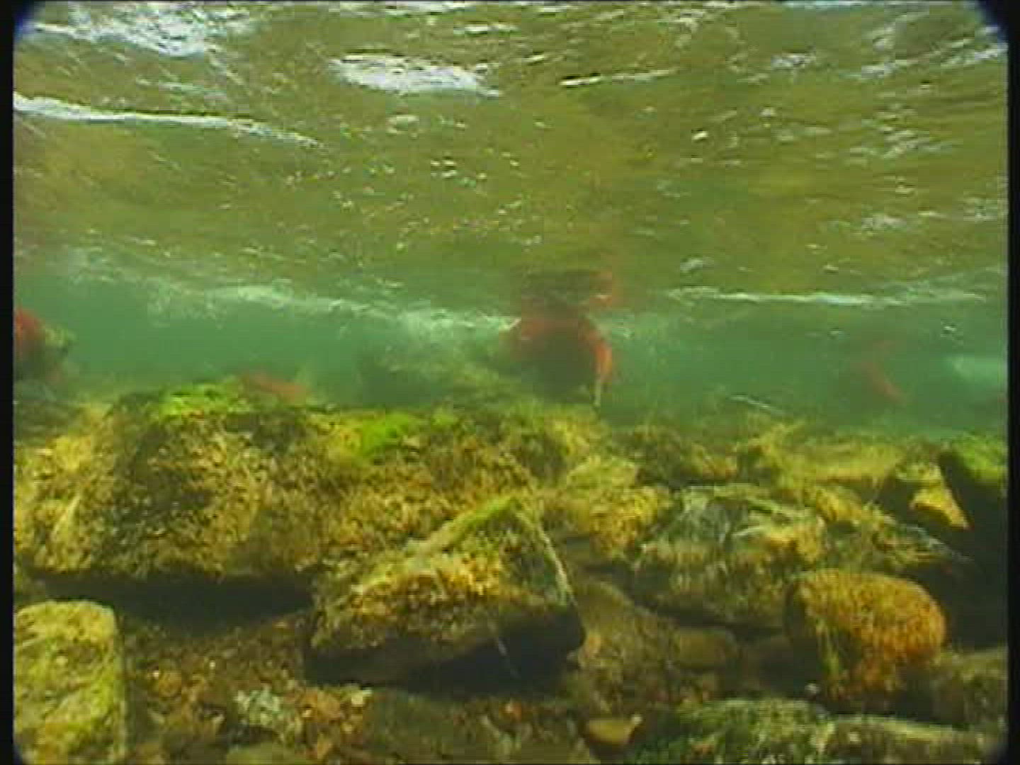157350099 / Sockeye Salmon / Spawning