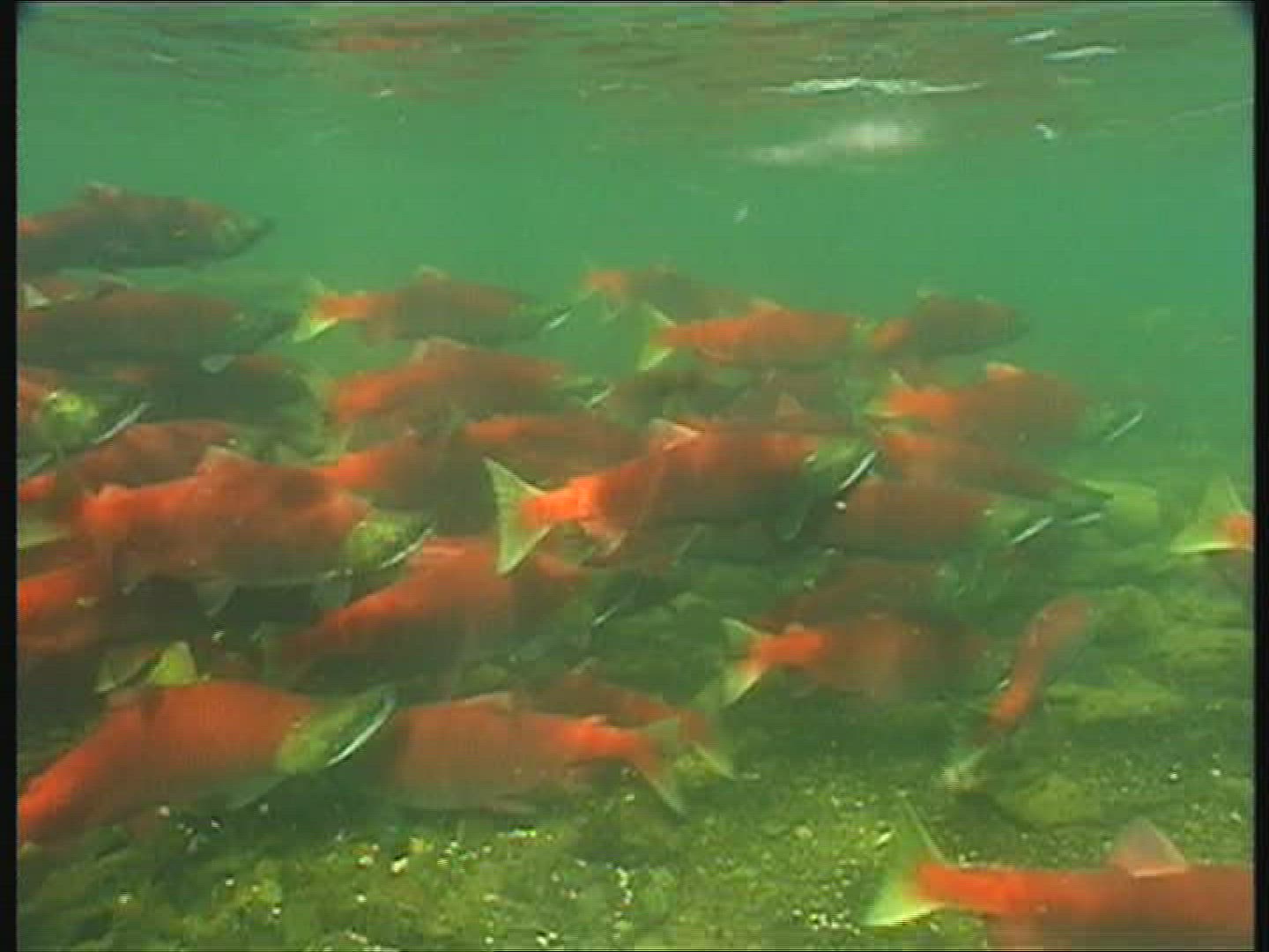 695432392 / Sockeye Salmon / Spawning