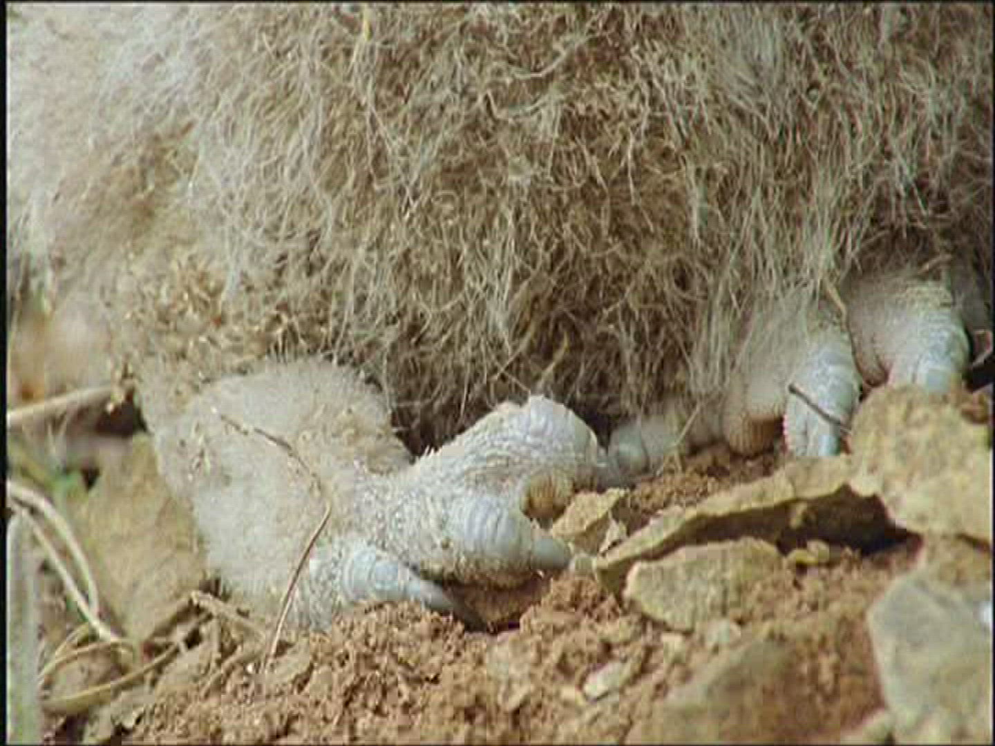 888044776 / Eagle Owl / Offspring / Observing / Europe