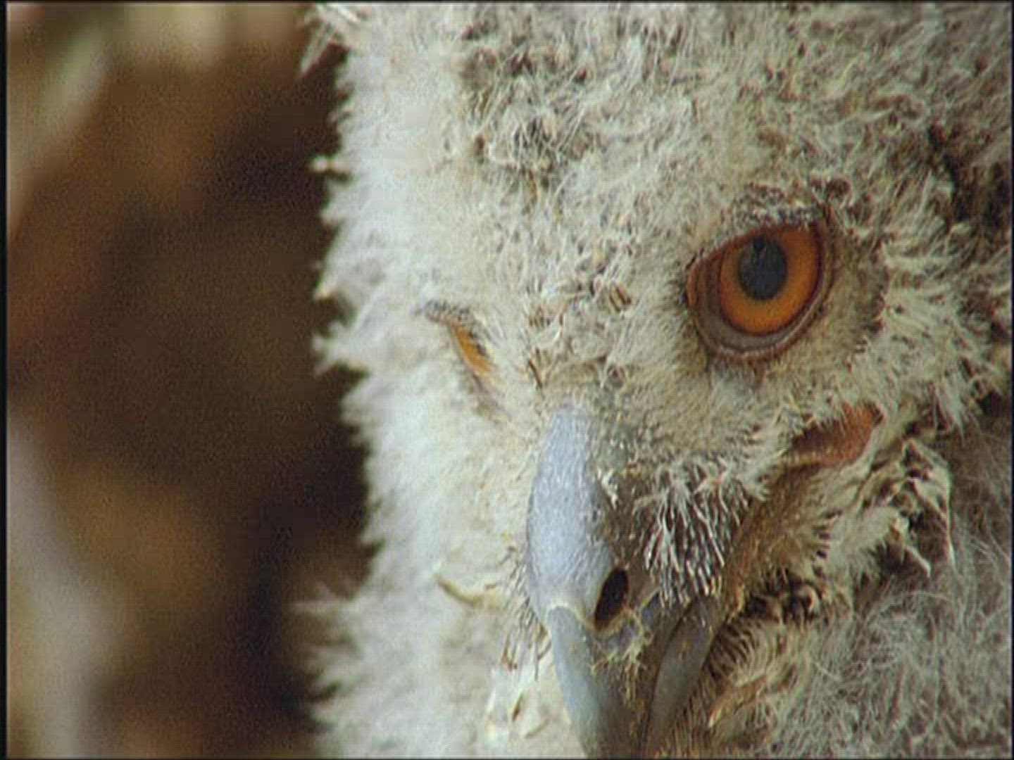 985123643 / Eagle Owl / Offspring / Observing / Europe