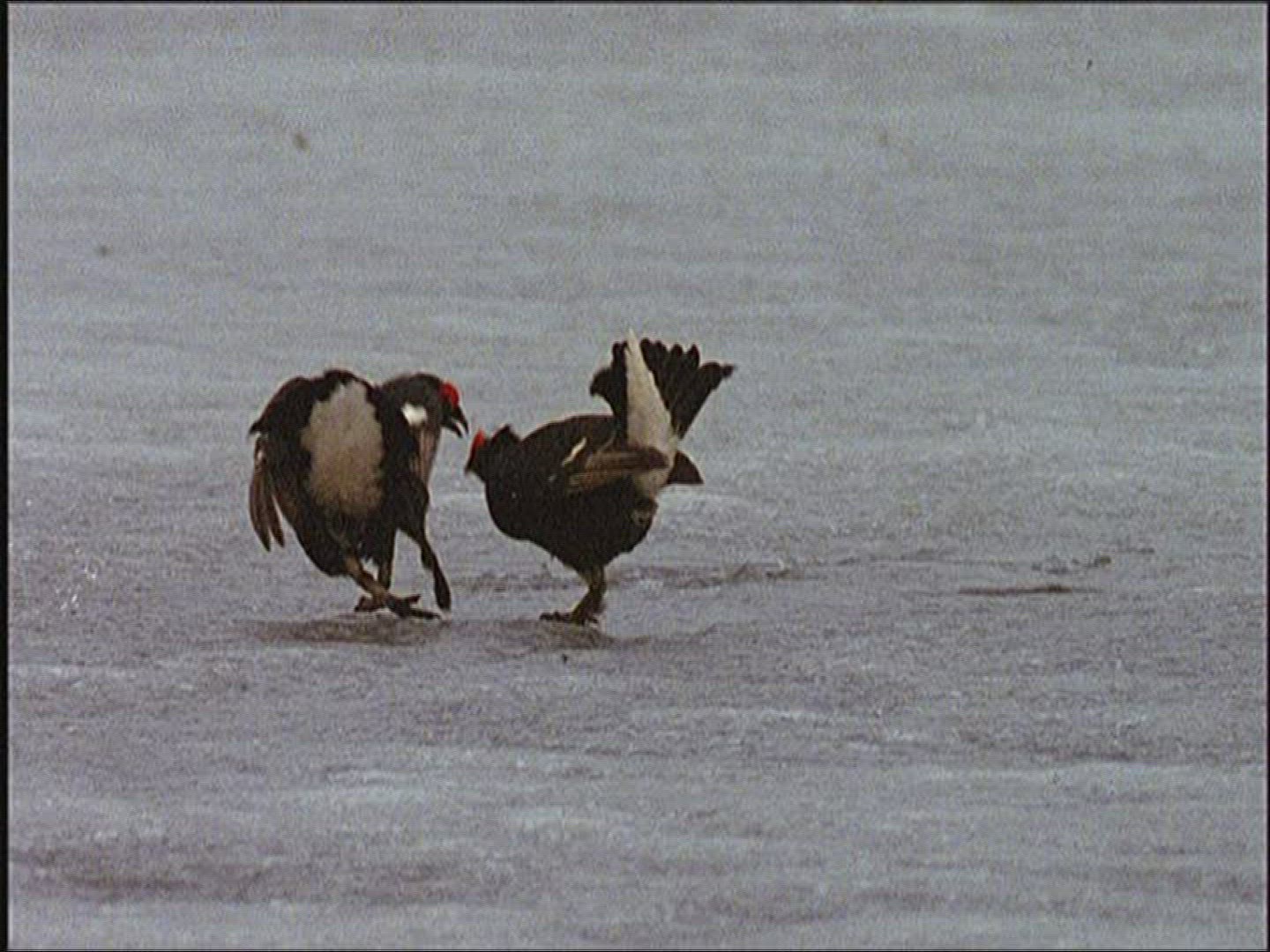 414010625 / Black Grouse / Fighting / Europe