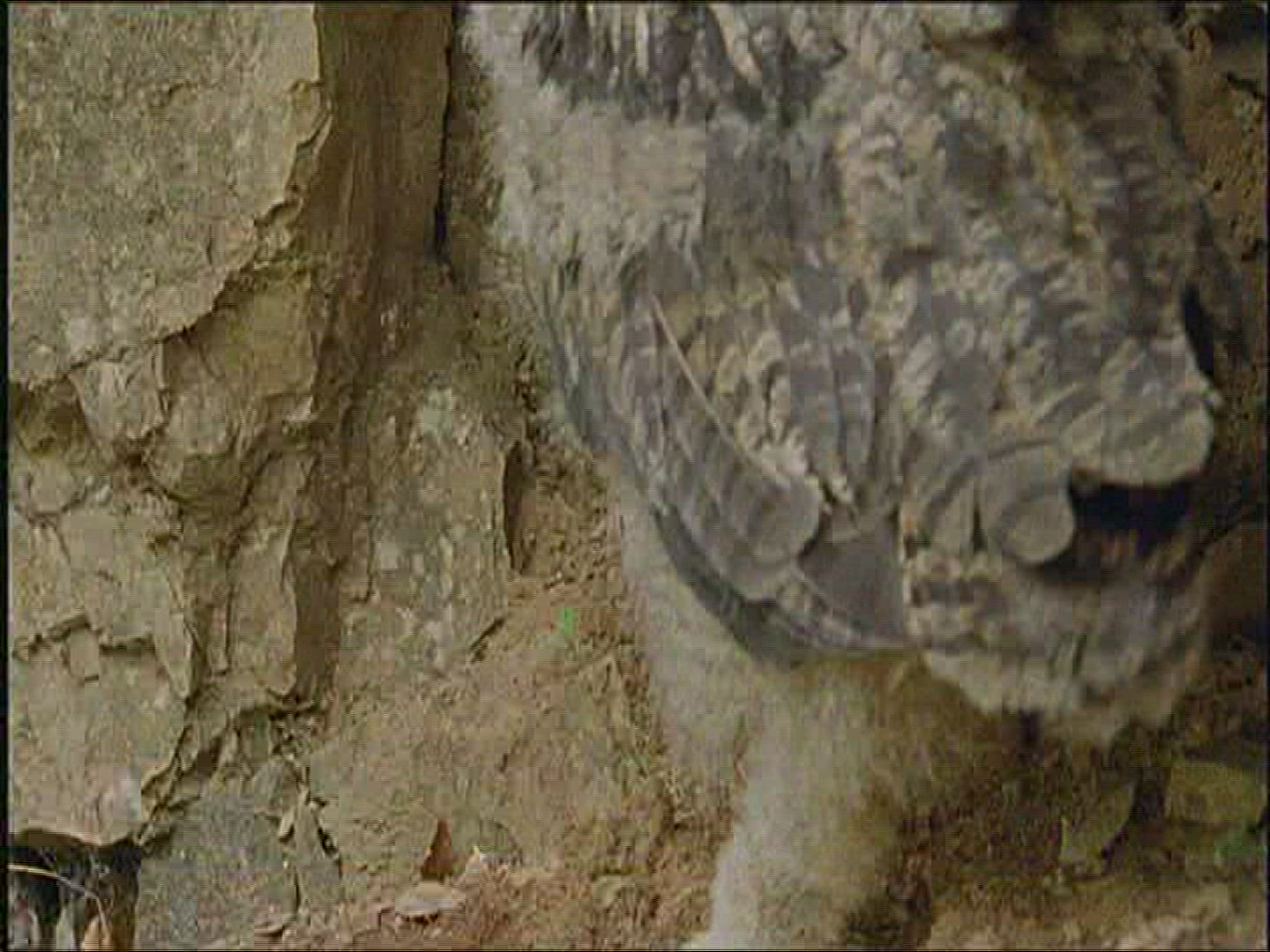228322155 / Eagle Owl / Offspring / Eating / Europe