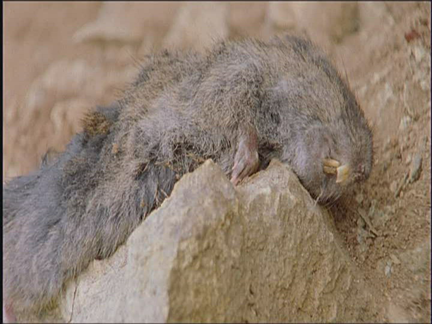 378484748 / Mouse / Carcass / Europe