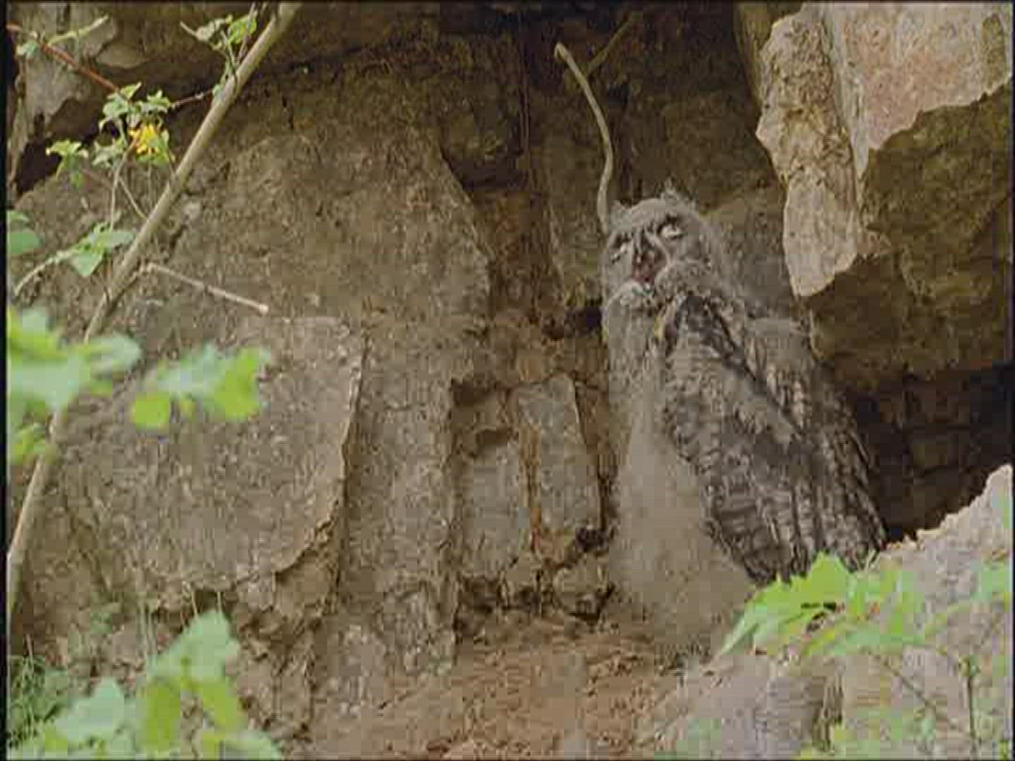 727045091 / Eagle Owl / Offspring / Resting / Europe