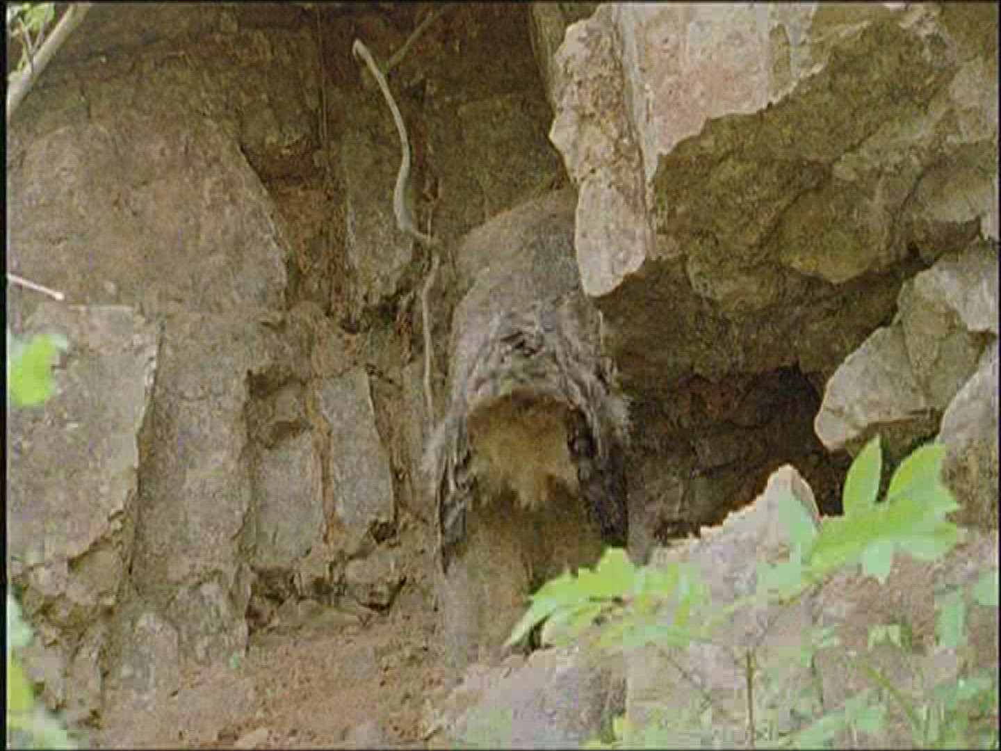 910262373 / Eagle Owl / Offspring / Europe