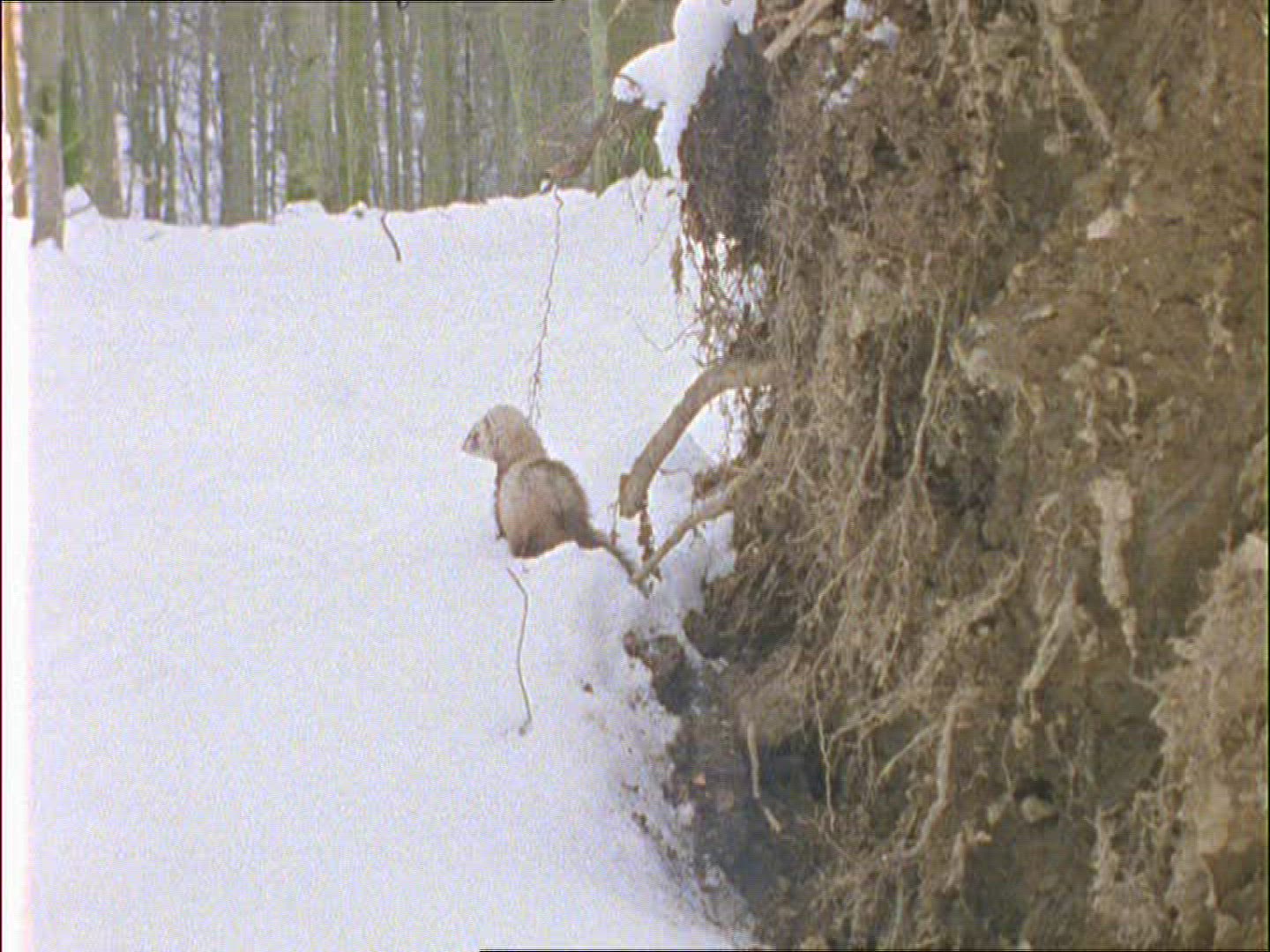 980050446 / Polecat / Moving / Winter