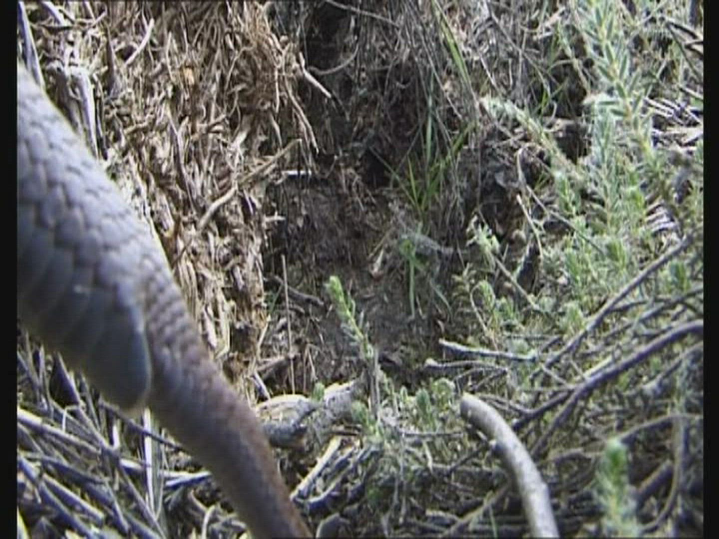 552276711 / European Adder / Europe