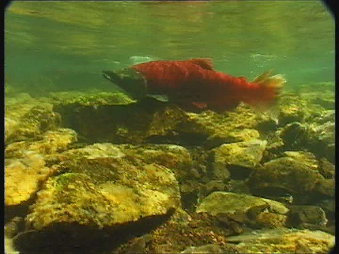 770911881 / Sockeye Salmon / Spawning