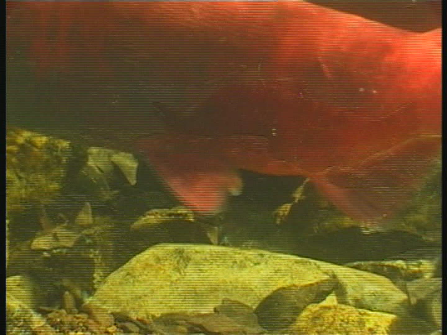 382697365 / Sockeye Salmon / Spawning