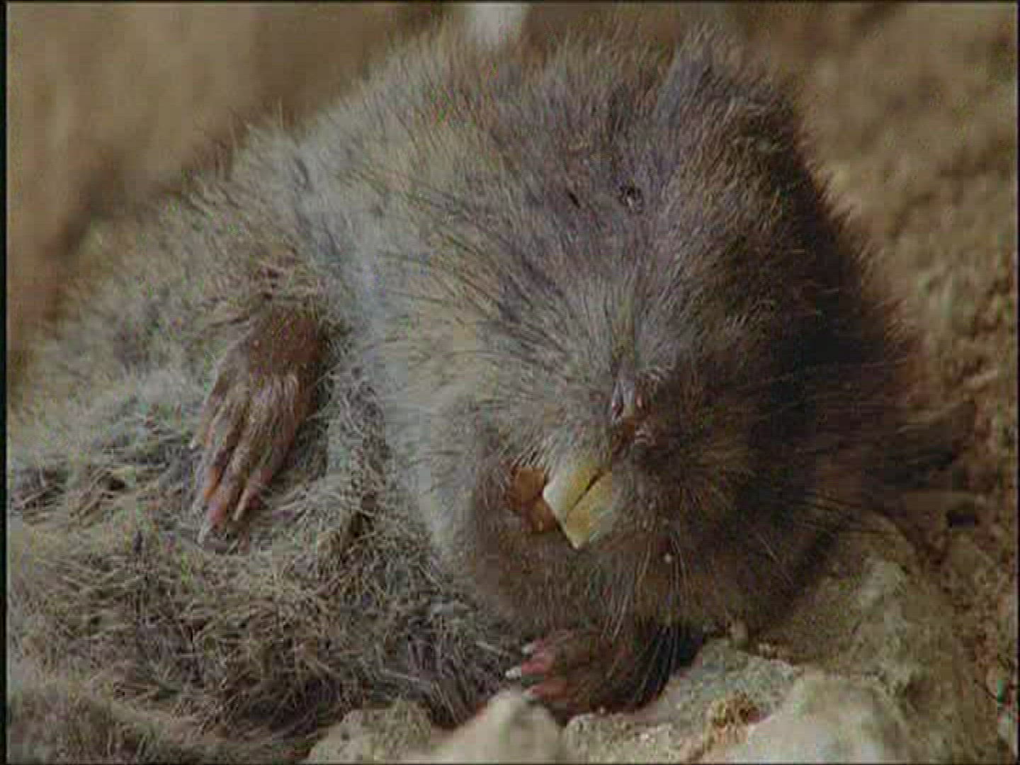 969814496 / Mouse / Carcass / Europe