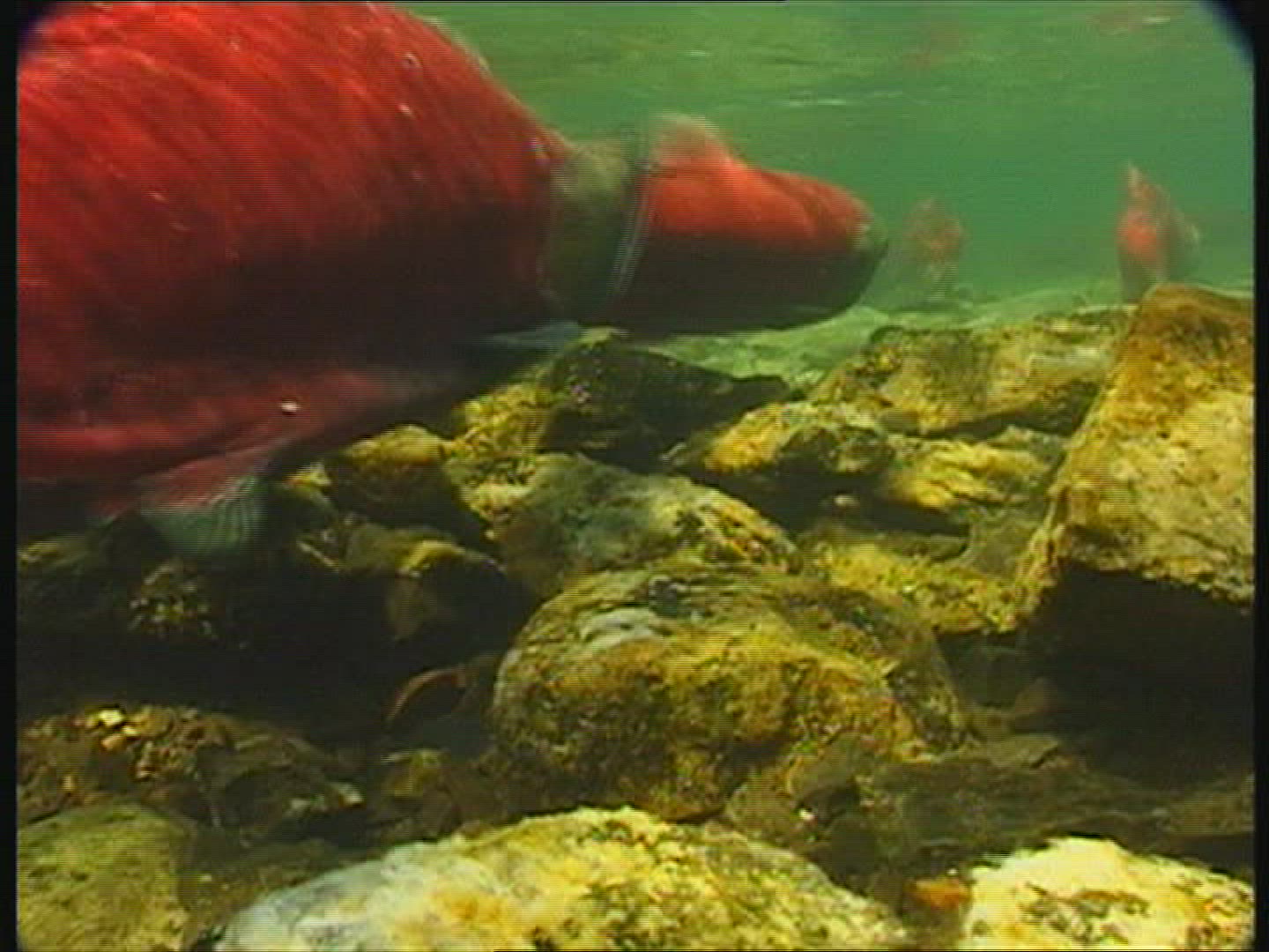 329320651 / Sockeye Salmon / Spawning
