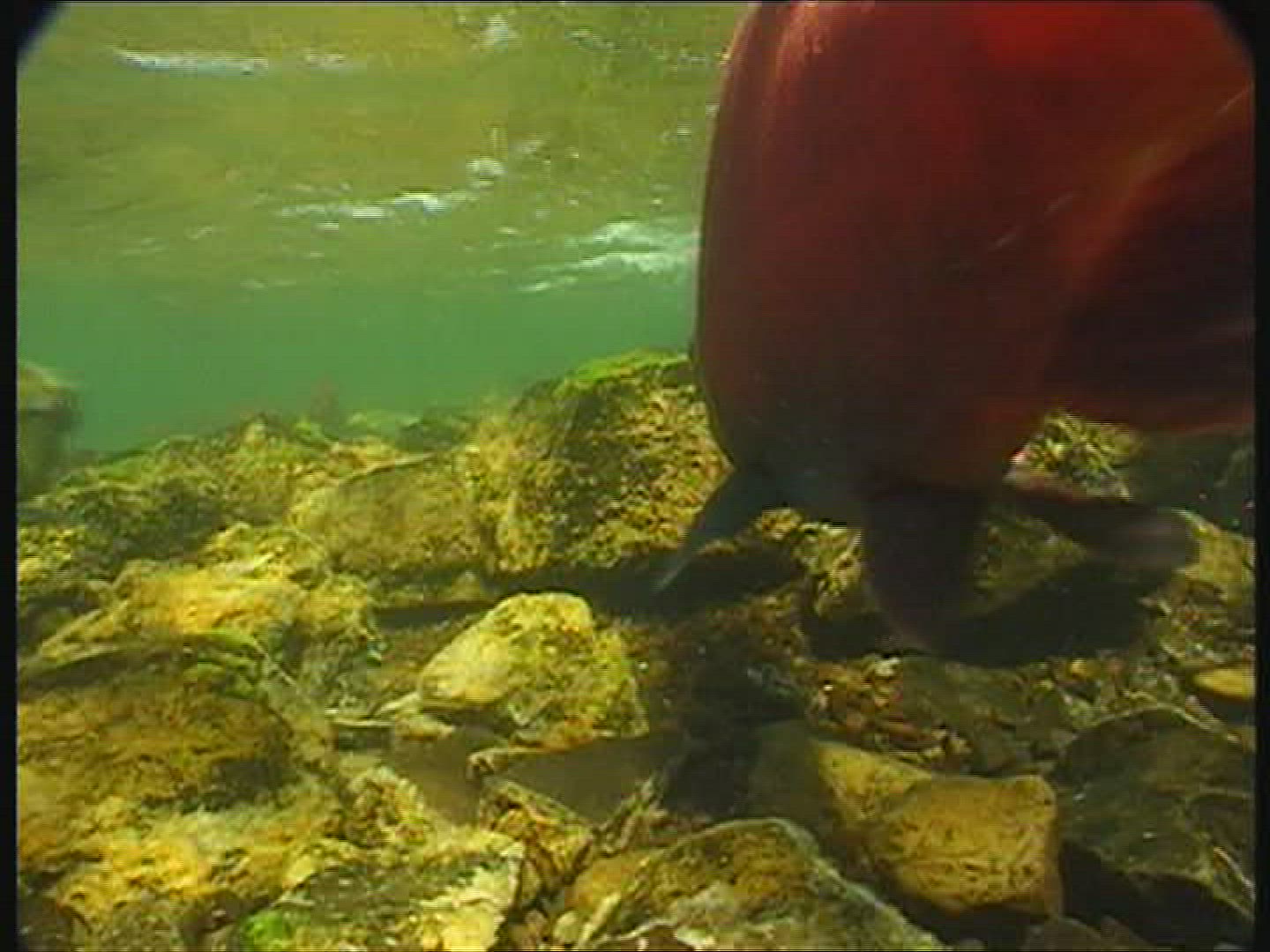888493263 / Sockeye Salmon / Spawning