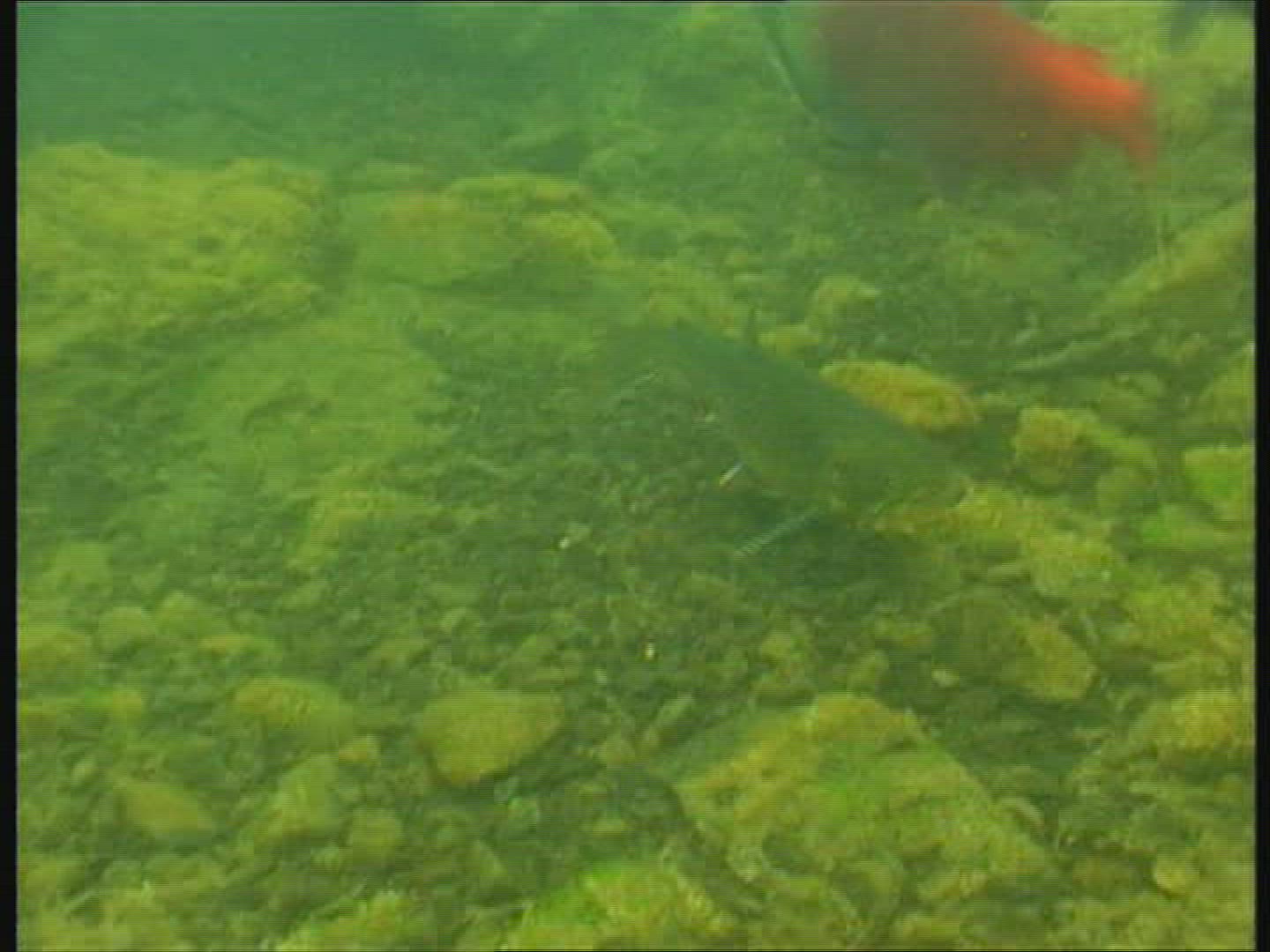 591985340 / Sockeye Salmon / Spawning