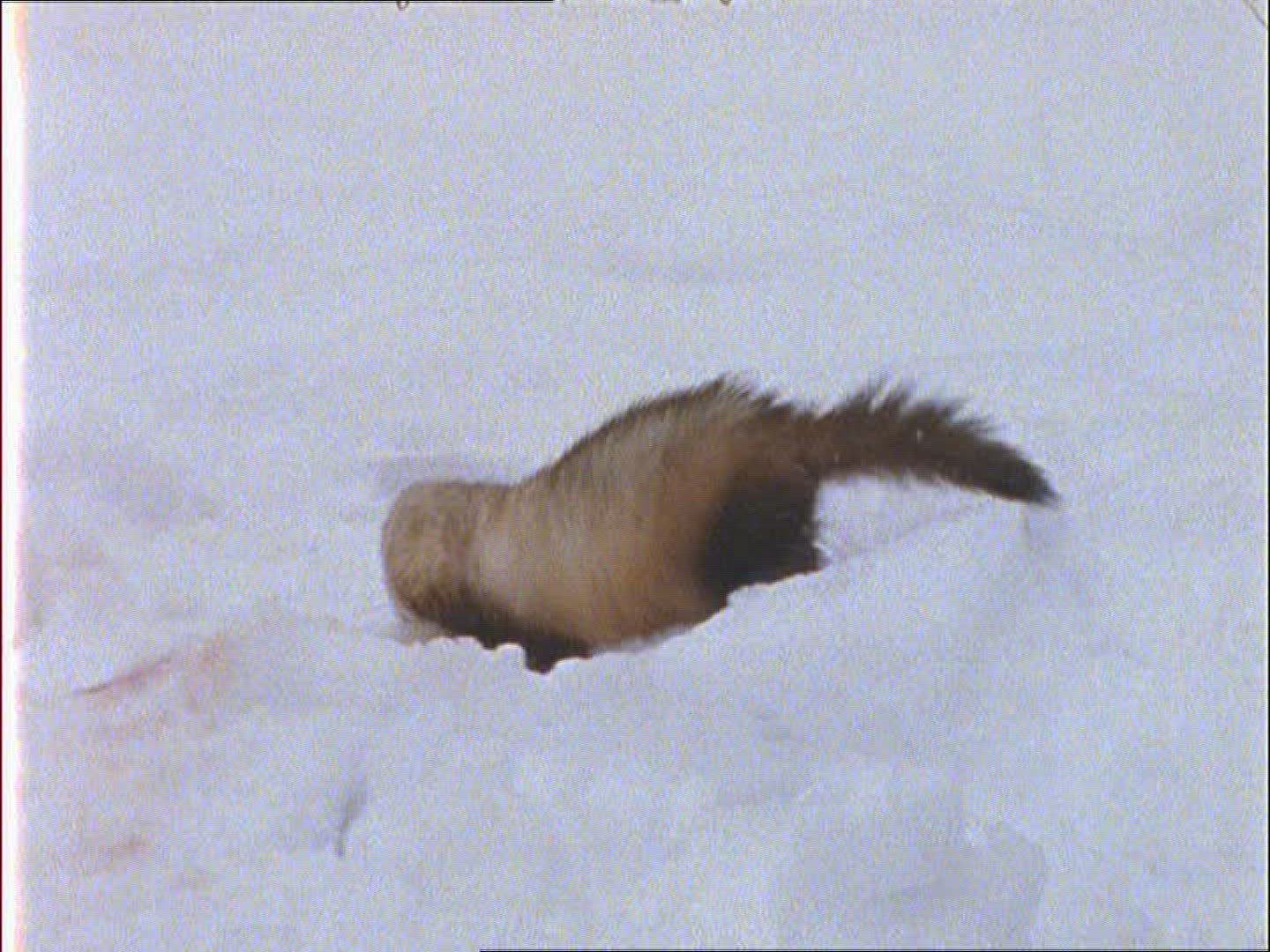 564726075 / Polecat / Eating / Winter