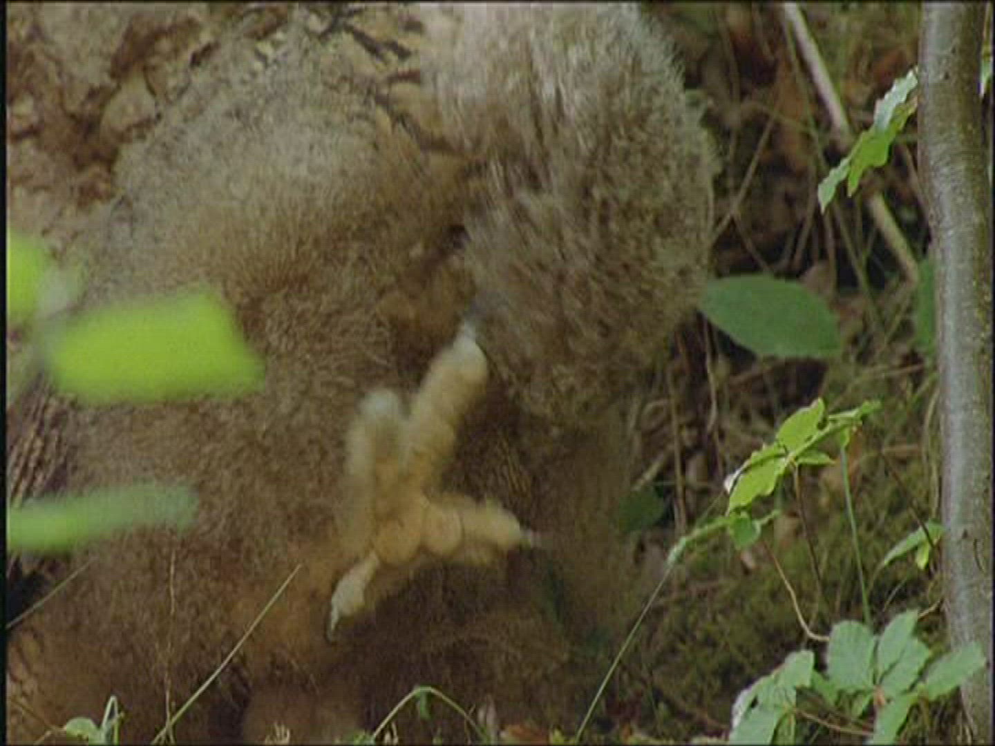 886503978 / Eagle Owl / Offspring / Cleansing / Europe