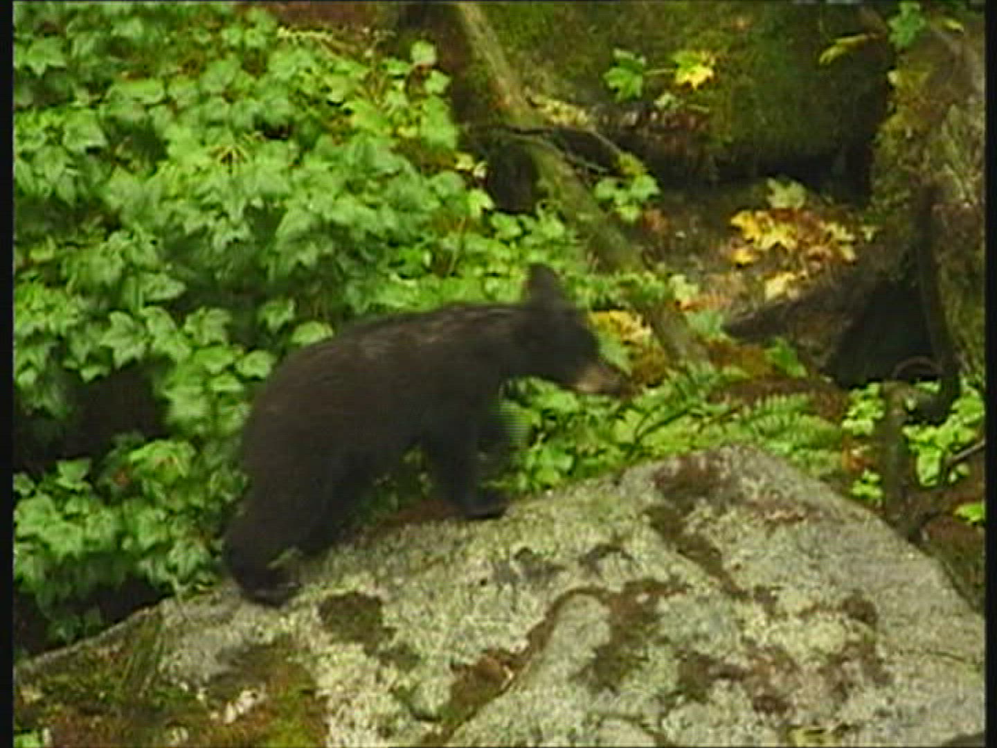 794173094 / American Black Bear / Rearing