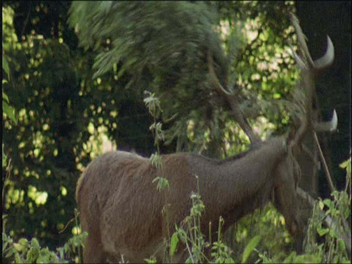 571926540 / Red Deer / Marking / Europe