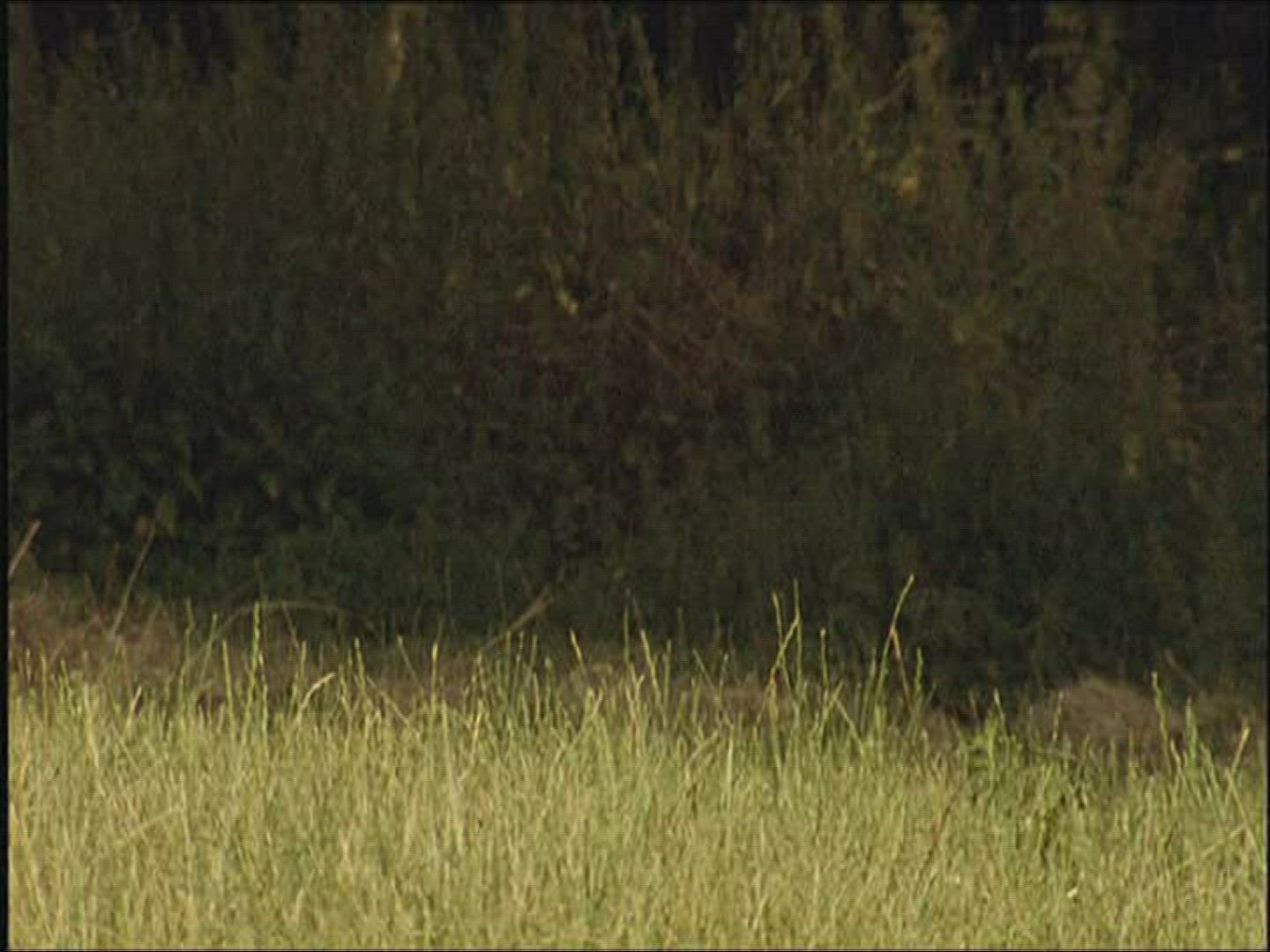 843948123 / Fallow Deer / Resting / Europe