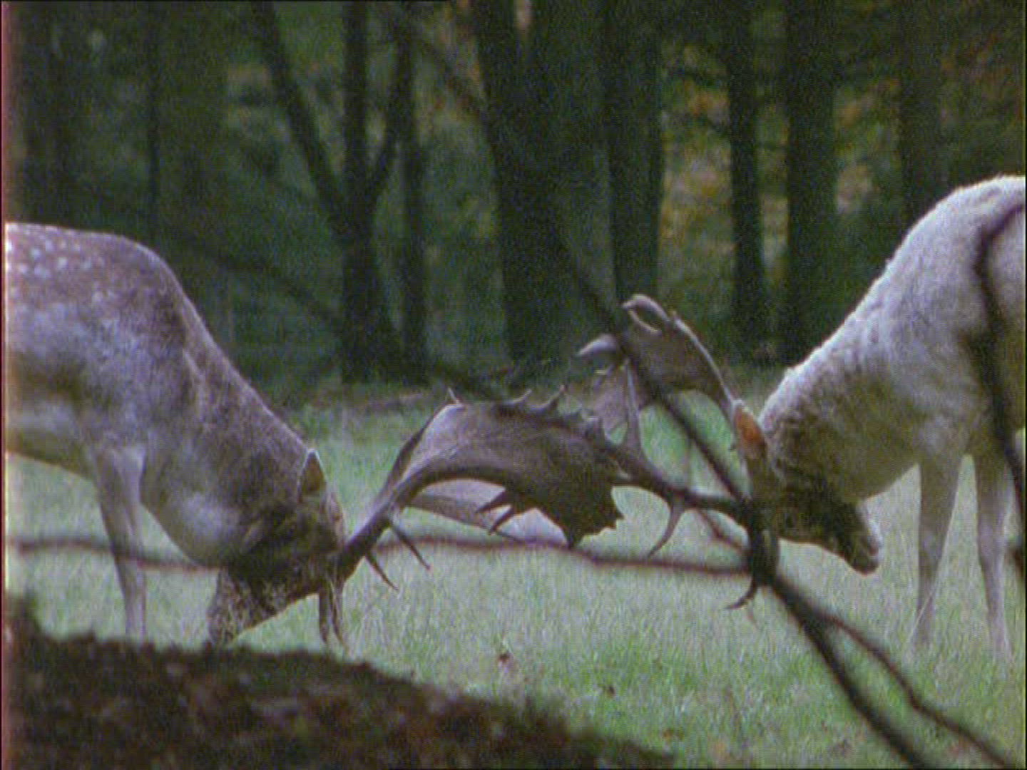 426305419 / Fallow Deer / Fighting / Autumn
