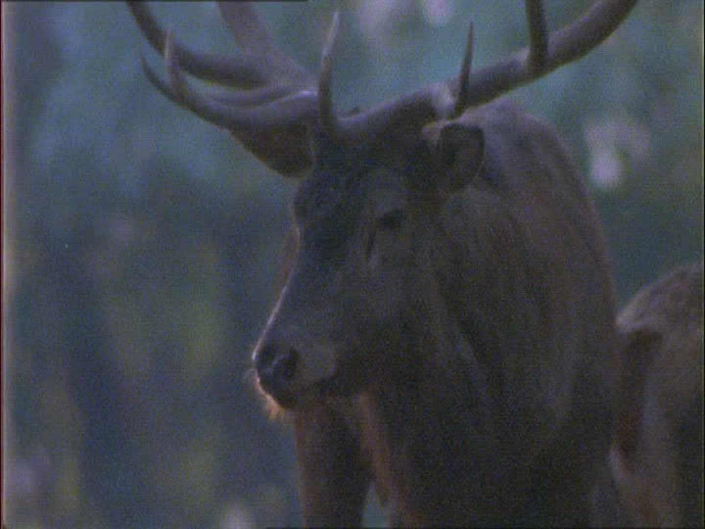 534852263 / Red Deer / Eating / Autumn 534852263 / Red Deer / Eating / Autumn