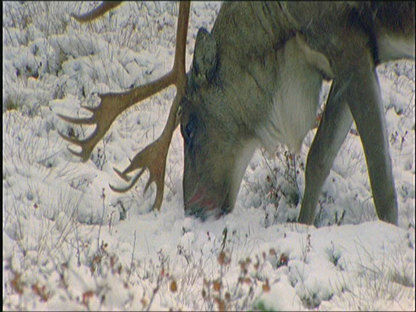 399580967 / Reindeer / Eating / Alaska