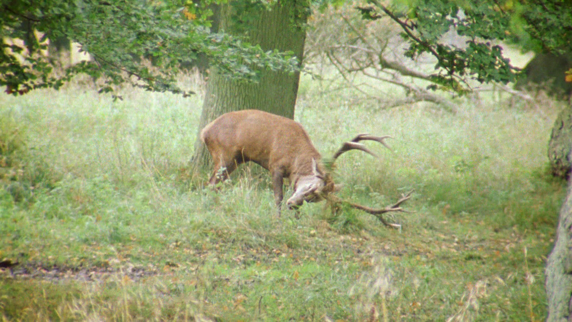 435641513 / Red Deer / Marking / Europe