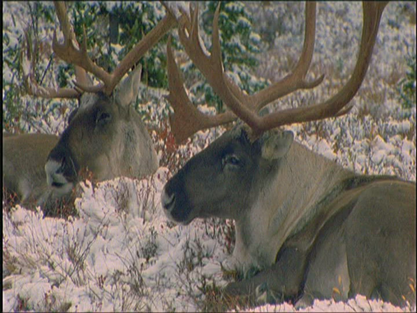 219517557 / Reindeer / Eating / Alaska