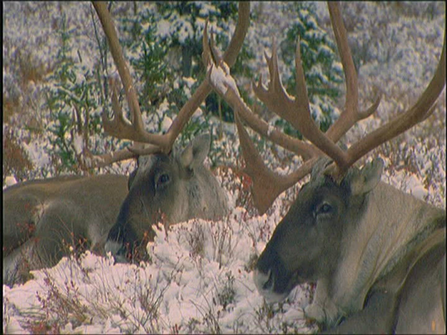 286752521 / Reindeer / Eating / Alaska