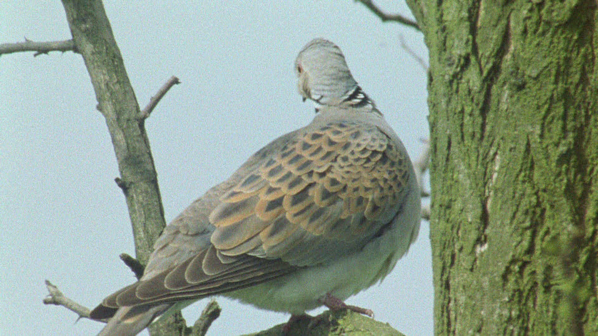 420207784 / Bird / Europe