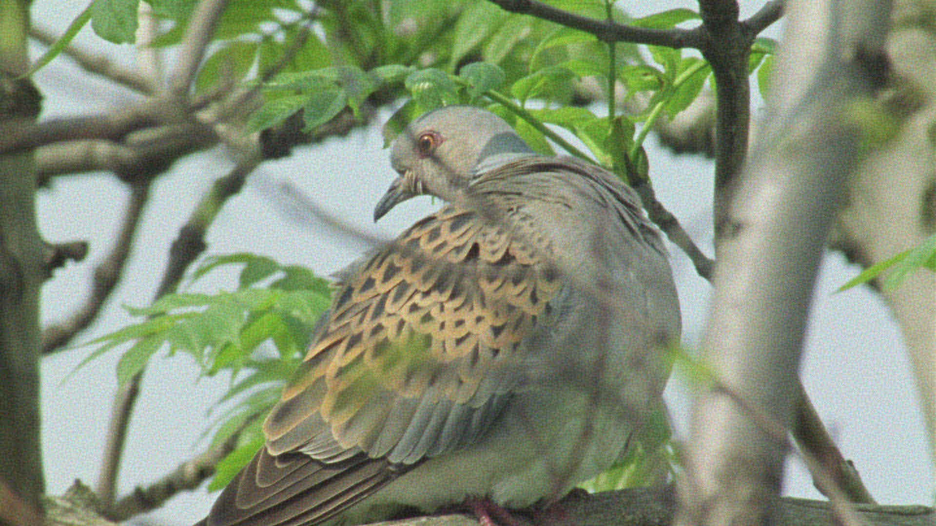 327509744 / Bird / Europe