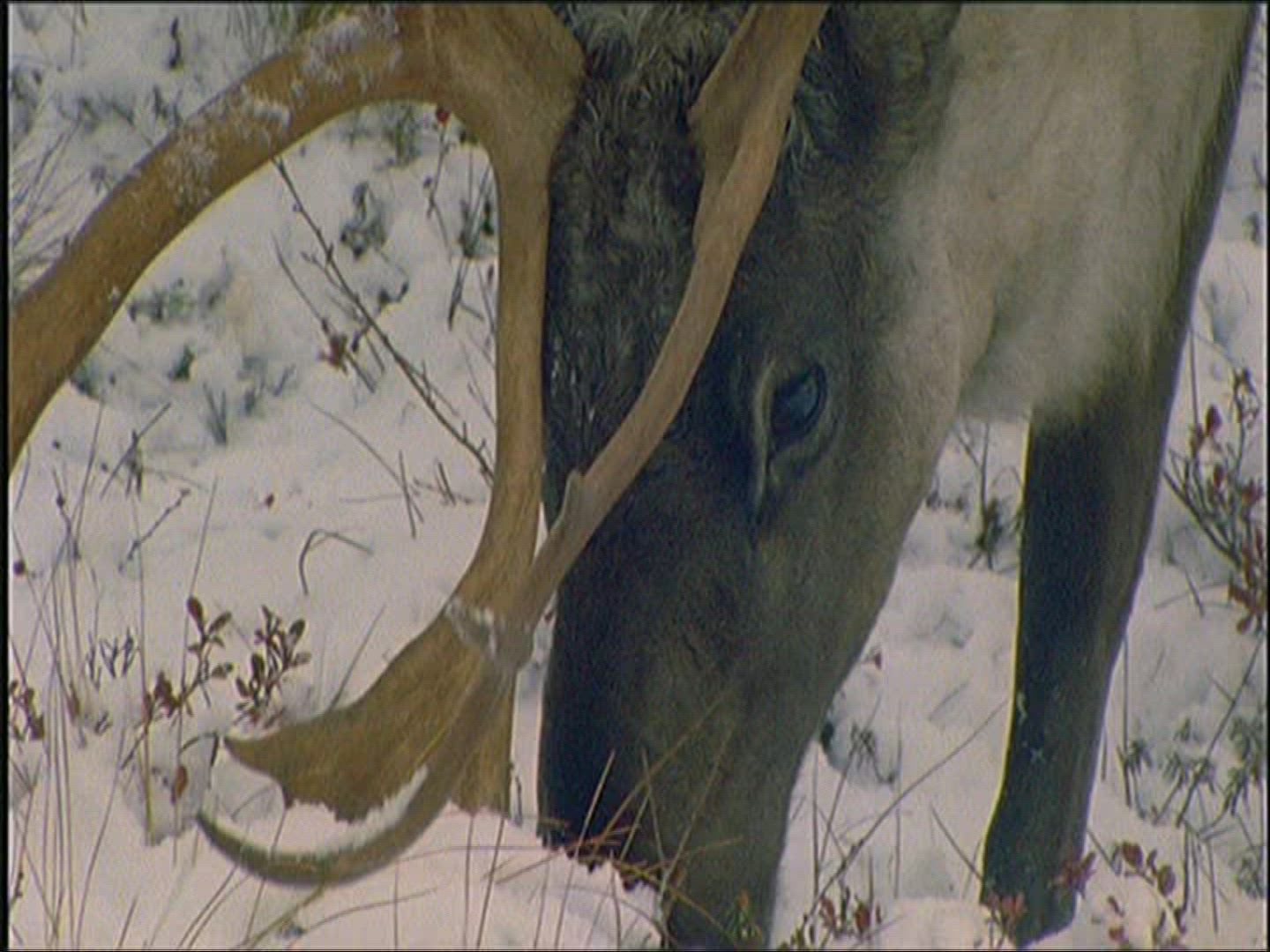 235916294 / Reindeer / Eating / Alaska