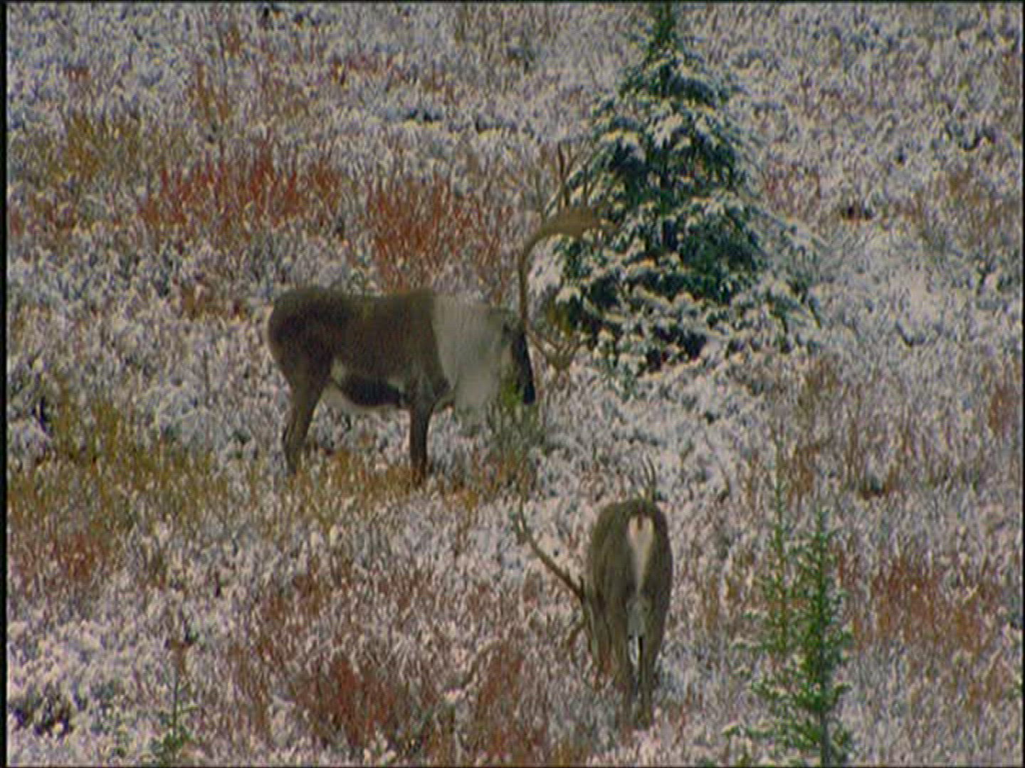 792359667 / Reindeer / Eating / Alaska