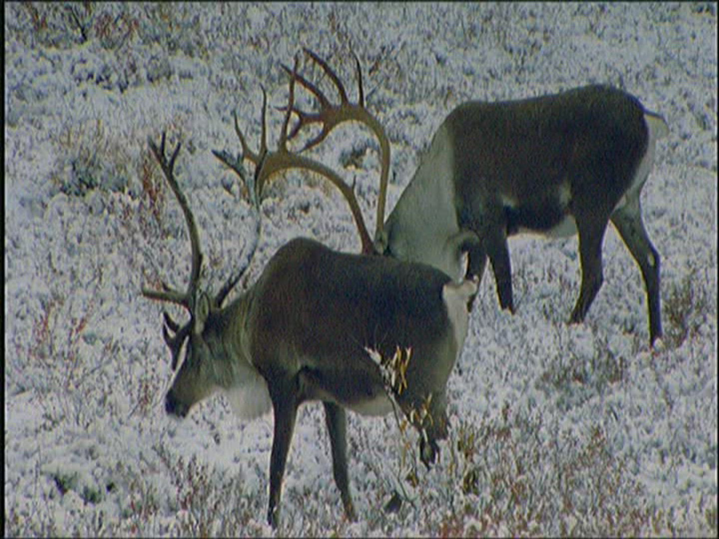 791797617 / Reindeer / Eating / Alaska