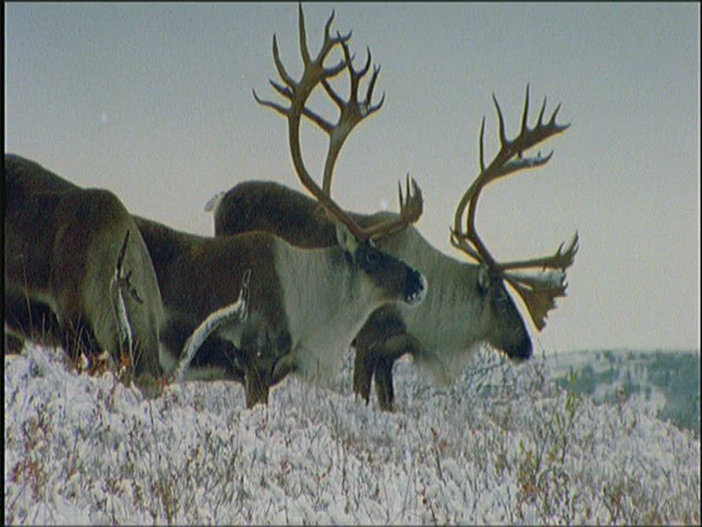509461746 / Reindeer / Eating / Alaska