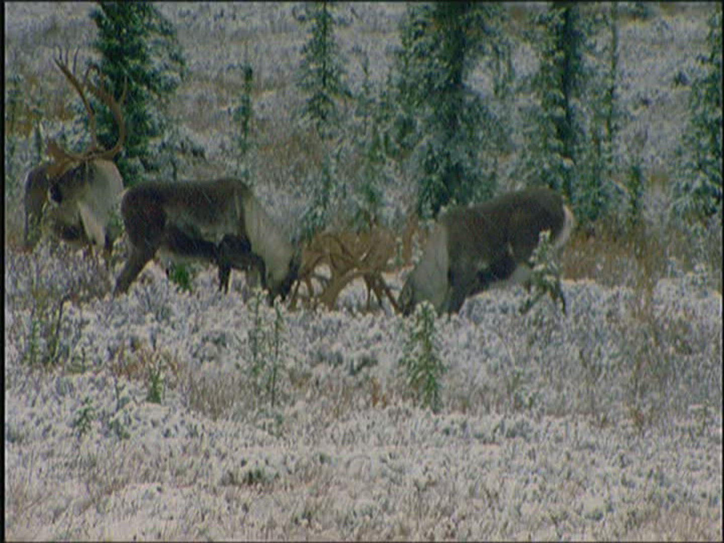 330332997 / Reindeer / Fighting / Alaska