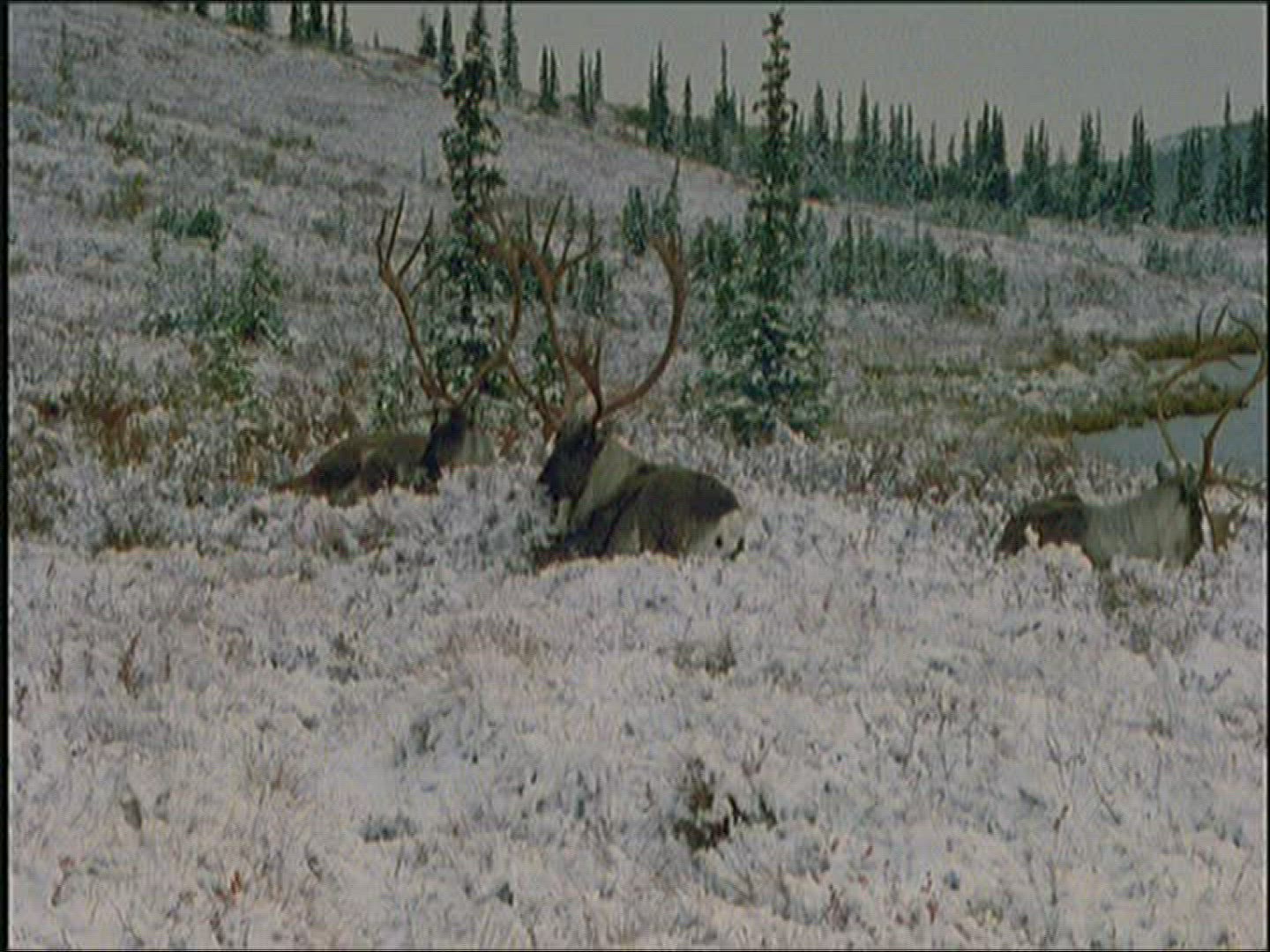 862494772 / Reindeer / Eating / Alaska