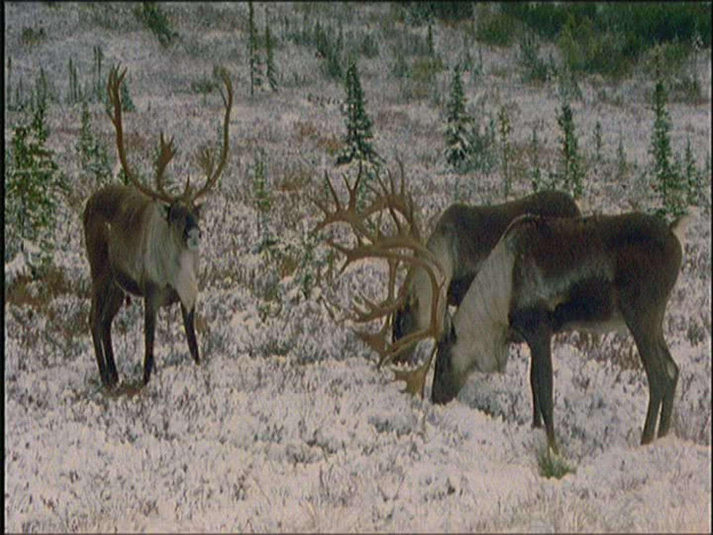199292921 / Reindeer / Eating / Alaska