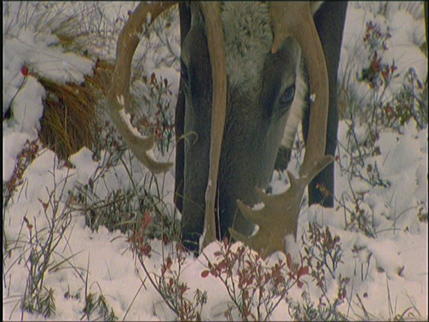 265049250 / Reindeer / Eating / Alaska