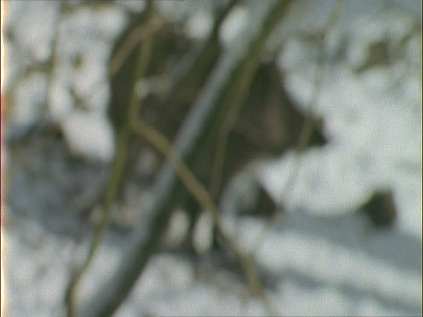 523400694 / Wild Boar / Hunter