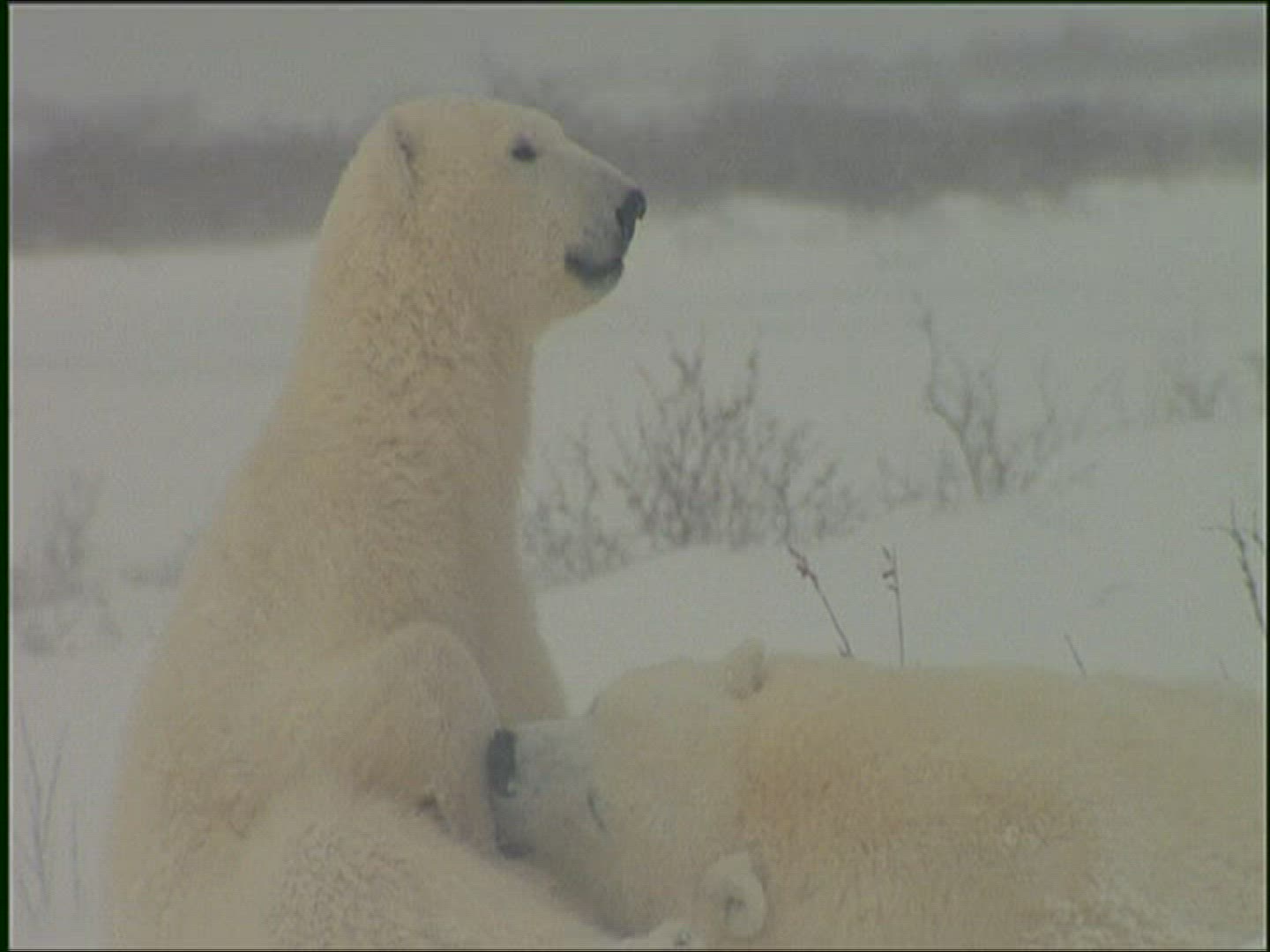 731364837 / Polar Bear / Playing / Snowstorm / Alaska